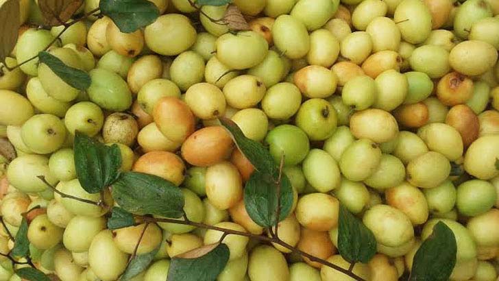 পুষ্টিগুণ: মৌসুমি ফল বরই