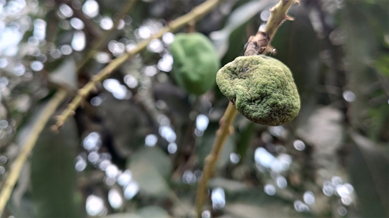 মার্চে তাপপ্রবাহ ও কালবৈশাখীর আভাস, বাড়বে তাপমাত্রা