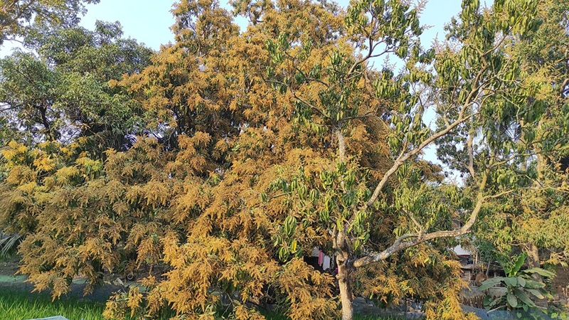 গাছে গাছে মুকুলে সেজেছে সাতক্ষীরা, ৭০ হাজার ৯০০ টন আম উৎপাদনের লক্ষ্য