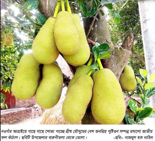 আমের রাজ্যে গাছে গাছে শোভা পাচ্ছে রসালো ফল কাঁঠাল