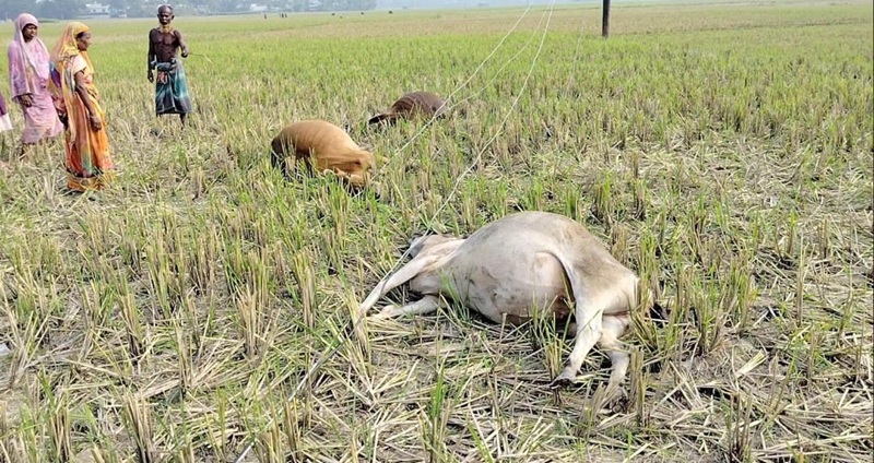 কালিহাতীতে বিদ্যুৎ লাইনে বাঁশের খুঁটি ভেঙ্গে পড়ে  বিদ্যুৎস্পৃষ্টে ৫টি গরুর মৃত্যু 