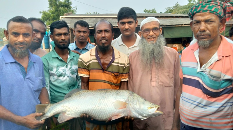 চার দিনের ব্যবধানে আবারও খোলপেটুয়া নদীতে জেলের জালে ৯ কেজির কোড়াল মাছ