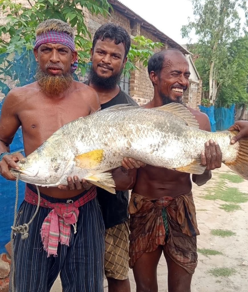 সাতক্ষীরার খোলপেটুয়া নদীতে জেলের জালে ১৫ কেজির কোরাল!