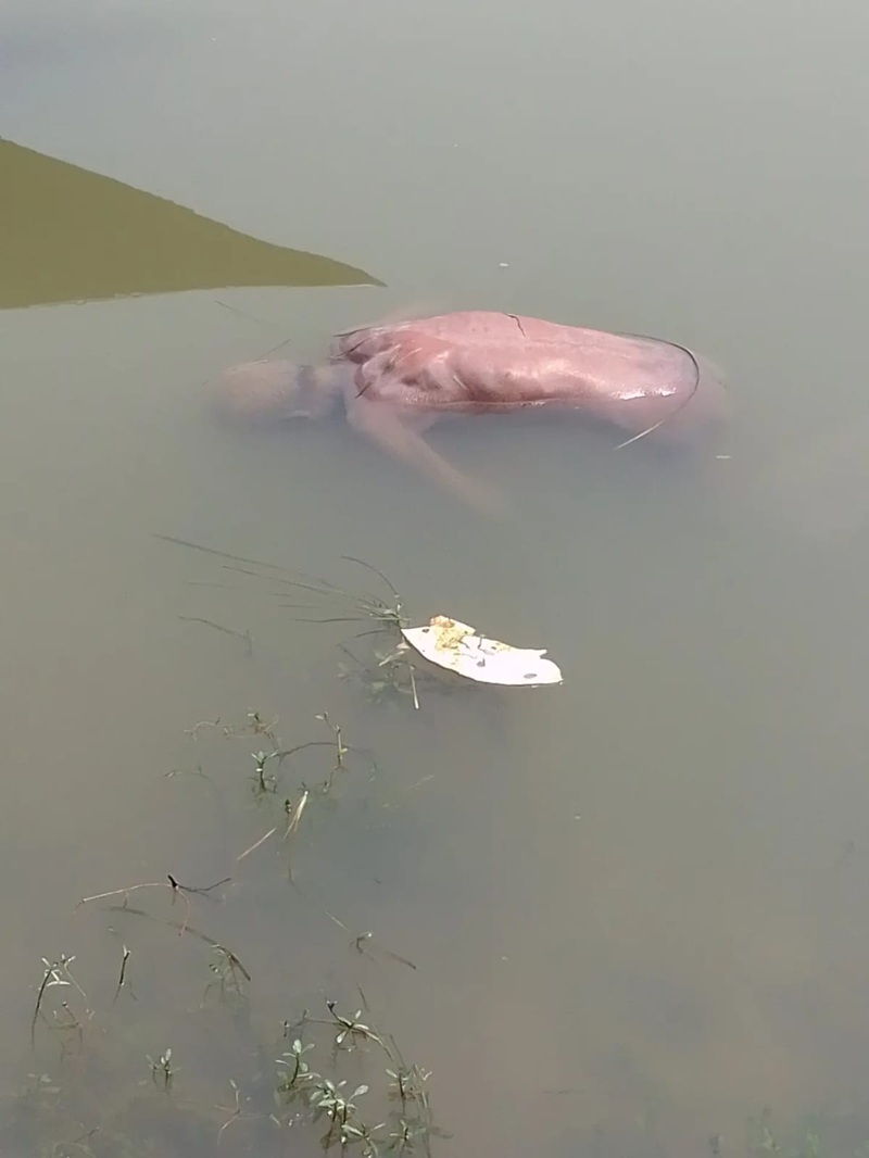 আত্রাইয়ে নদী থেকে বৃদ্ধের ভাসমান লাশ উদ্ধার