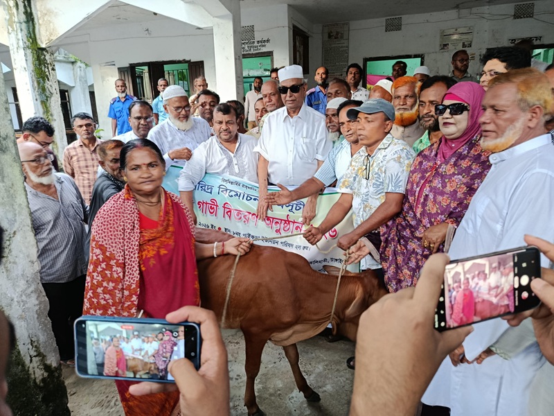 কালিহাতীতে হত দরিদ্রদের মাঝে বিনামূল্যে গাভী বিতরণ 