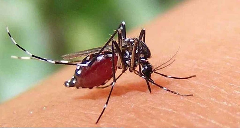 চলতি বছর ডেঙ্গুতে প্রাণহানি ৪০, এক দিনে হাসপাতালে ভর্তি ৪৩৯