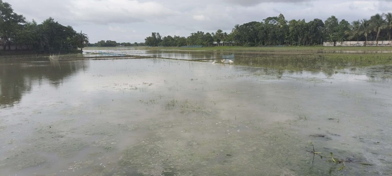 শ্যামনগরে ঝুুরঝুরি খাল আছে, নেই পানি নিষ্কাষনের ব্যবস্থা জলাবদ্ধতায়ঃ হাজার বিঘা ধান্য ফসলের জমির ক্ষতি!