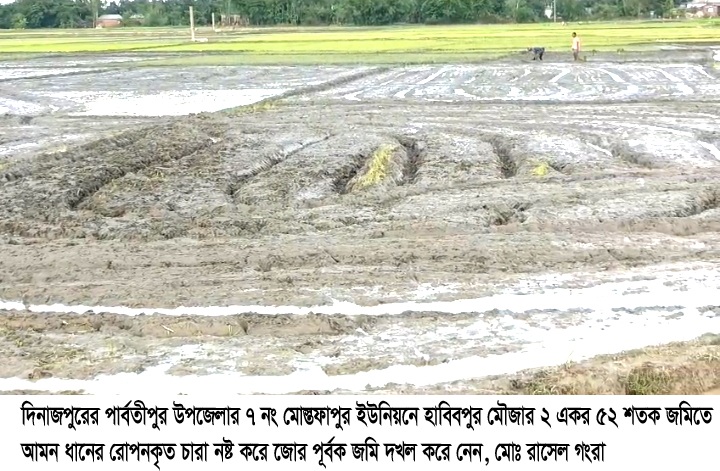 আমবাড়ীতে জমিতে আমন ধানের চারা রোপনকৃত ক্ষেত নষ্ট করে জমি দখল