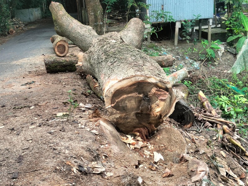 আগৈলঝাড়ায় ইউএনও’র নির্দেশের ১৩ দিন পর ফের সরকারি গাছ কেটে নেয়ার অভিযোগ