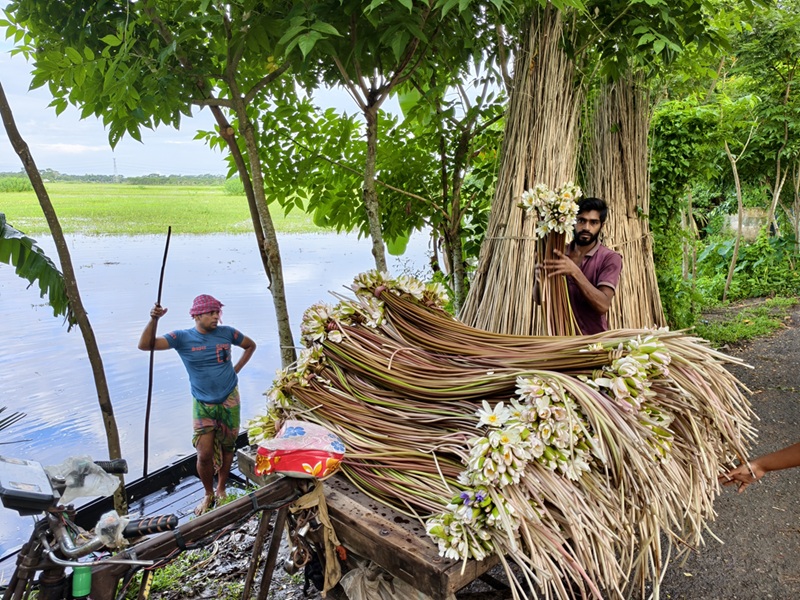 আগৈলঝাড়ায় বর্ষায় কর্মহীন কৃষকের বিকল্প জীবিকা: শাপলা বিক্রি করে দিনে আয় ২–৩ হাজার টাকাো