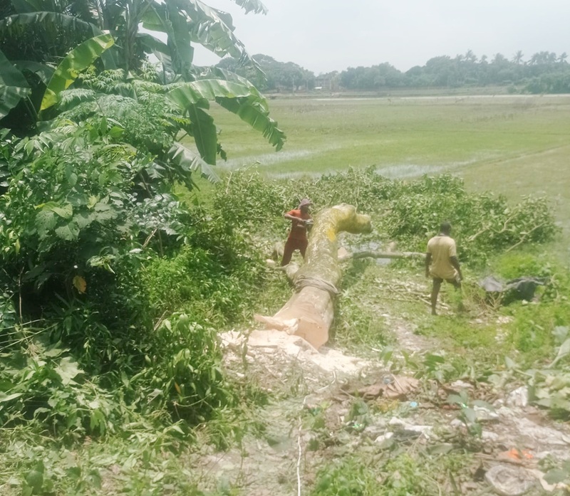 আত্রাইয়ে সরকারি গাছ কাটার অপরাধে একজনকে জরিমানা