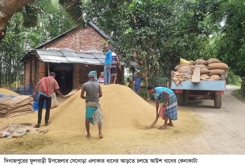 ফুলবাড়ীতে আউশের বাম্পার ফলনেও হাসি নেই কৃষকের মুখে