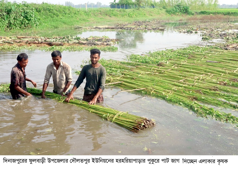ফুলবাড়ীতে পাটের ফলন ও দাম দুই-ই ভালো, স্বস্তিতে কৃষকেরা