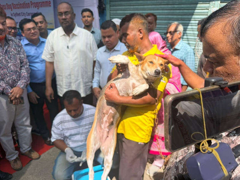 সিলেট সিটিতে প্রায় চার হাজার কুকুর  রয়েছে, লাল রং দিয়ে চিহ্নিত করে রাখা হবে  টিকা গ্রহণ করা কুকুরটিকে