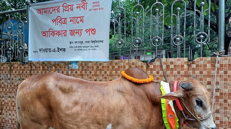 ঈদে মিলাদুন্নবীতে মহানবীর নামে আকিকা দেবেন ঢাবি শিক্ষার্থীরা