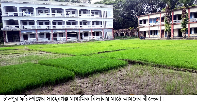 জলাবদ্ধতার কারনে বিদ্যালয় মাঠে আমনের বীজতলা