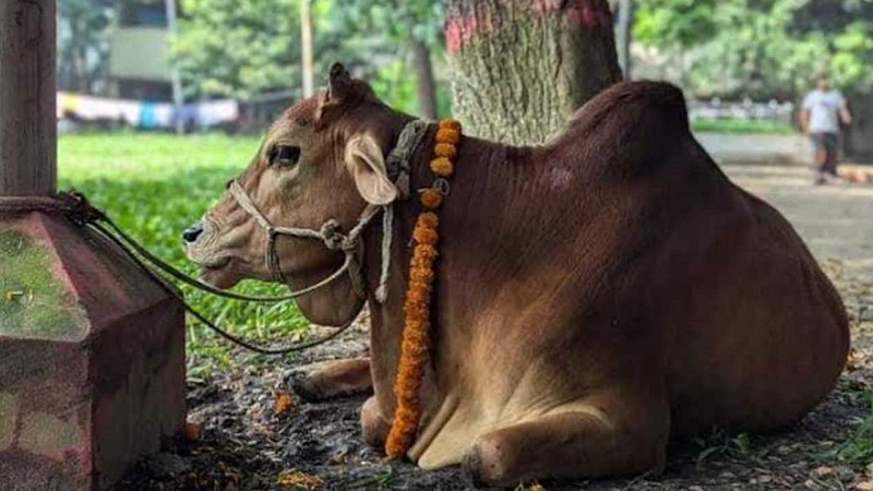 ছাত্রলীগ নিষিদ্ধের খুশিতে ঢাকা কলেজে গরু-খাসির ভোজ