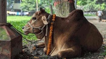 ছাত্রলীগ নিষিদ্ধের খুশিতে ঢাকা কলেজে গরু-খাসির ভোজ