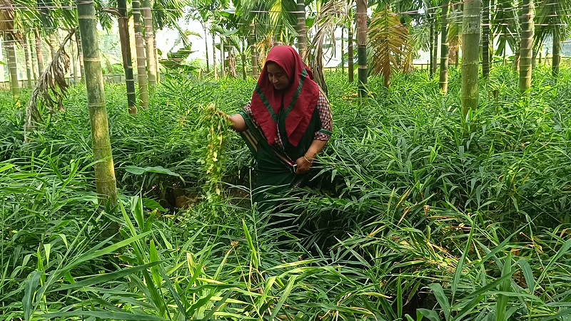 হাতীবান্ধায় বস্তায় আদা চাষ করে সফল নারী উদ্যোক্তা ময়না বেগম