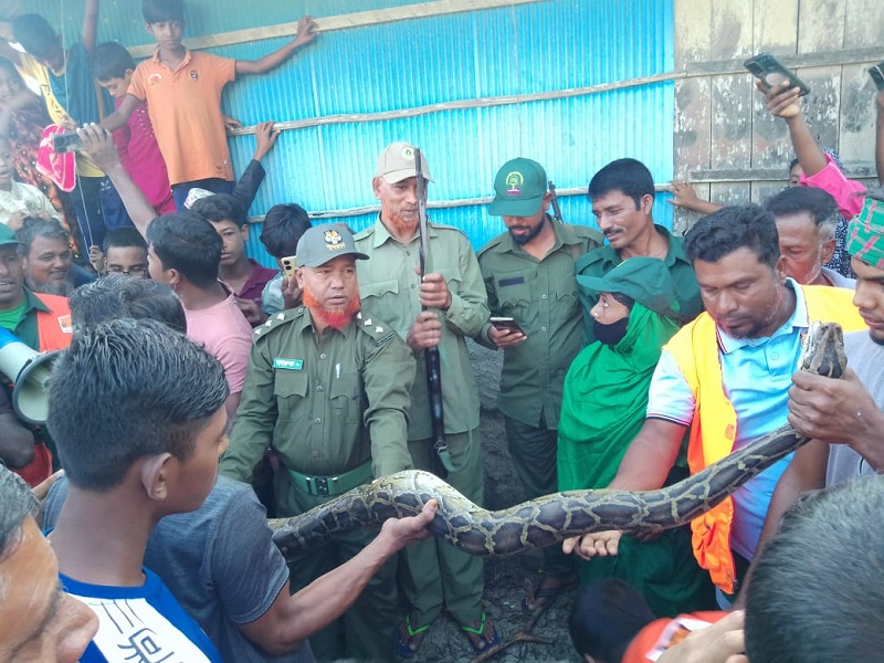 সুন্দরবন উপকূল অঞ্চলে ১০ ফুট লম্বা আজগর