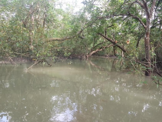 সুন্দরবনের নানান অপকর্মের মূল হোতা ধরাছোঁয়ার বাইরে