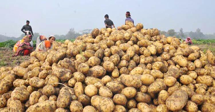 চলতি মৌসুমে হিমাগারেই পচে নষ্ট ১৫ হাজার মণ আলু
