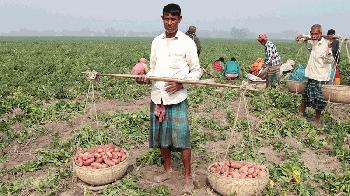 স্বপ্ন ভেঙে যাচ্ছে জয়পুরহাটের আলুচাষিদের  