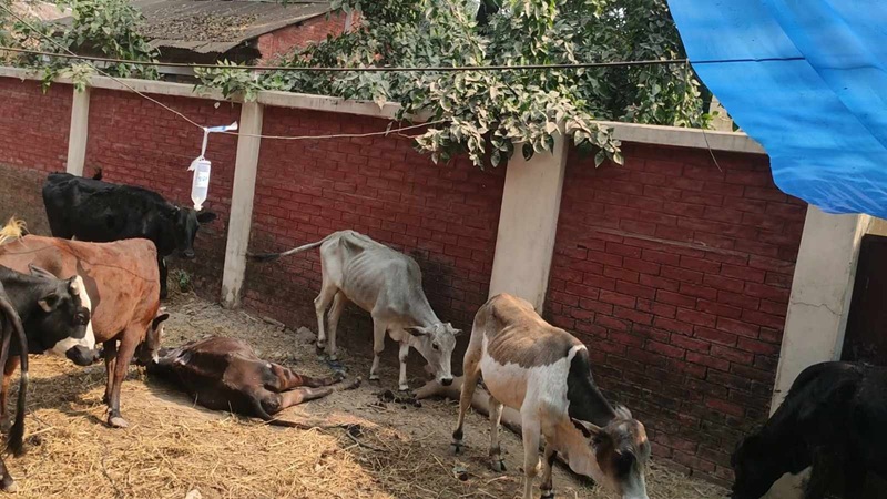 ঠাকুরগাঁওয়ে পুলিশের অবহেলায় মারা গেল তিনটি গরু, মালিকের আহজারি