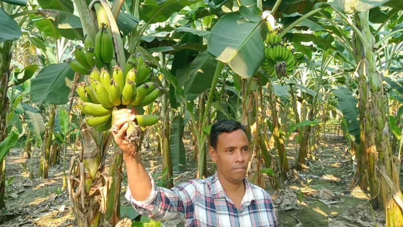 শিক্ষকতা ছেড়ে শখের বসে কলা চাষ,আজ সফল উদ্দ্যোক্তা শামীম