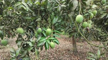 সাতক্ষীরায় আমের মৌসুম শুরু, লক্ষ্য ৪০০ কোটি টাকা বিক্রি