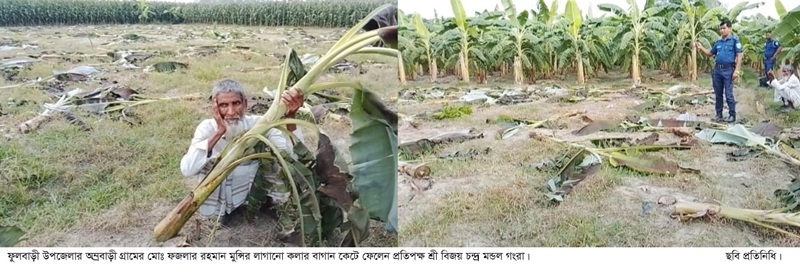 ফুলবাড়ীর অম্রবাড়ী গ্রামে জমিজমার বিরোধ করে প্রতিপক্ষরা কলাবাগার কেটে ফেলেন!