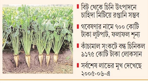 গবেষণায় সুফল মিললেও সুগারবিট চাষে অনীহা কর্তৃপক্ষের