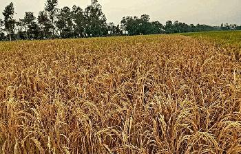 পত্নীতলায় বোরো ধানের জমিতে শত্রুতামূলক বিষ প্রয়োগ, থানায় অভিযোগ দায়ের