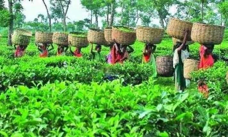 বাংলাদেশের প্রথম চা প্রদর্শনী ২০২৫’  আজ সিলেটে