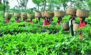 বাংলাদেশের প্রথম চা প্রদর্শনী ২০২৫’  আজ সিলেটে