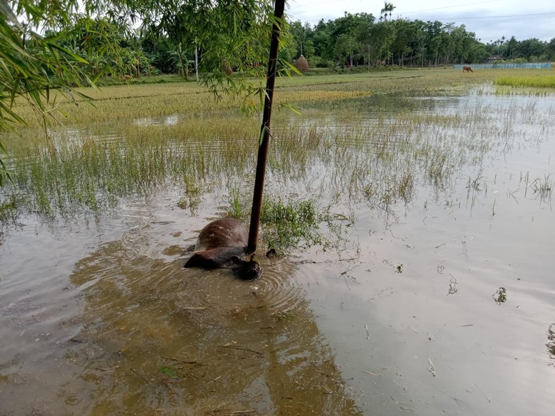 জুড়ীতে বিদ্যুৎস্পৃষ্ঠে একটি ষাঁড়ের মৃত্যু  হয়েছে 