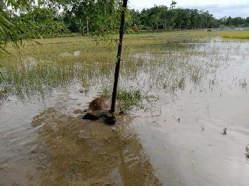 জুড়ীতে বিদ্যুৎস্পৃষ্ঠে একটি ষাঁড়ের মৃত্যু  হয়েছে 