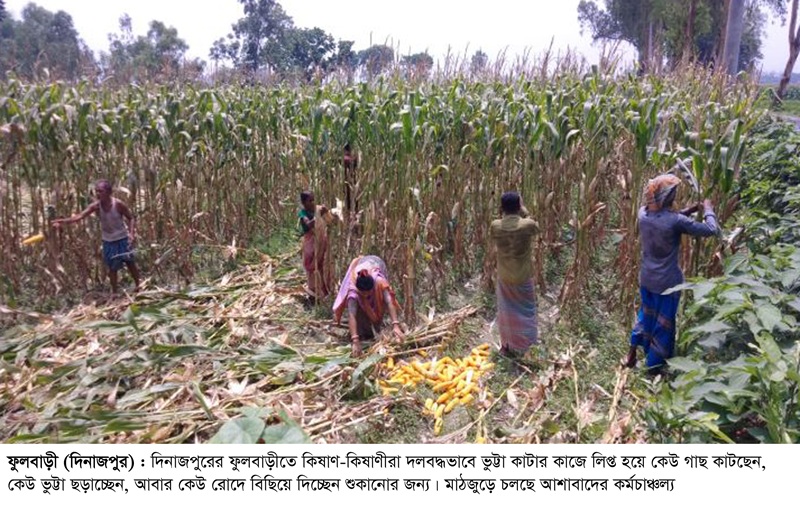 ফুলবাড়ীতে ভুট্টা কাটার ধুম, এখন চলছে ভ্ট্টুার মৌসুম