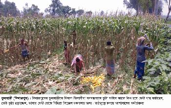 ফুলবাড়ীতে ভুট্টা কাটার ধুম, এখন চলছে ভ্ট্টুার মৌসুম
