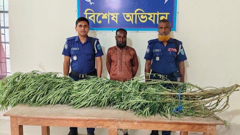 ঘরের পেছনে মিলল ২০ কেজি ওজনের ১০ ফুট গাঁজার গাছ
