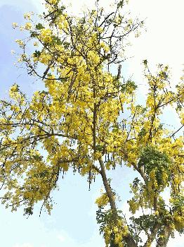 আত্রাইয়ে প্রকৃতিতে শোভা ছড়াচ্ছে সোনালু ফুল