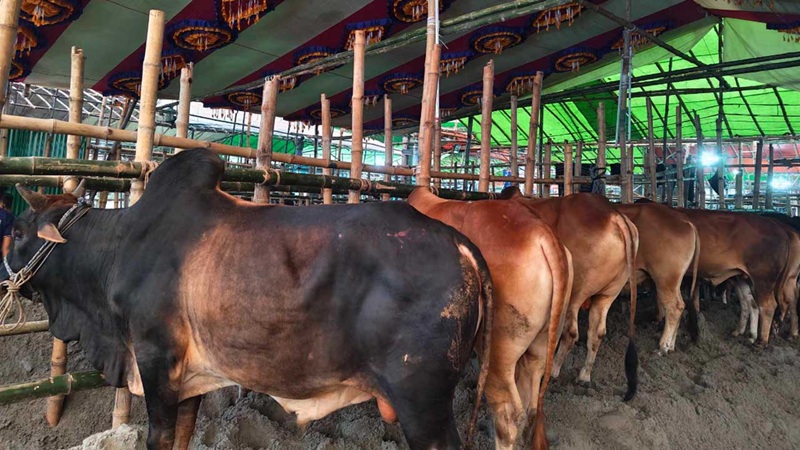 গাবতলী পশুর হাট: বড় গরুতে দর্শনার্থী, ছোট গরুতে মিলছে ক্রেতা