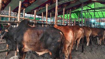 গাবতলী পশুর হাট: বড় গরুতে দর্শনার্থী, ছোট গরুতে মিলছে ক্রেতা