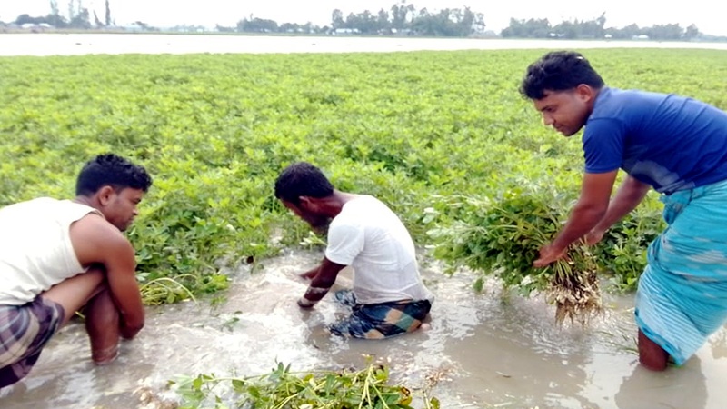 কুড়িগ্রামে নদ-নদীর পানি বৃদ্ধি পাওয়ায় তলিয়ে গেছে জমির ফসল