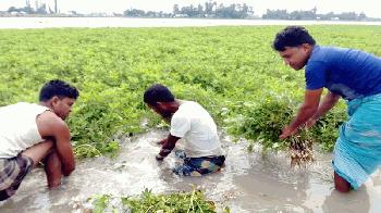 কুড়িগ্রামে নদ-নদীর পানি বৃদ্ধি পাওয়ায় তলিয়ে গেছে জমির ফসল