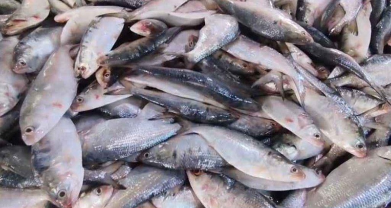 এক টানে ৪৩ মণ ইলিশ, বিক্রি ২০ লাখ