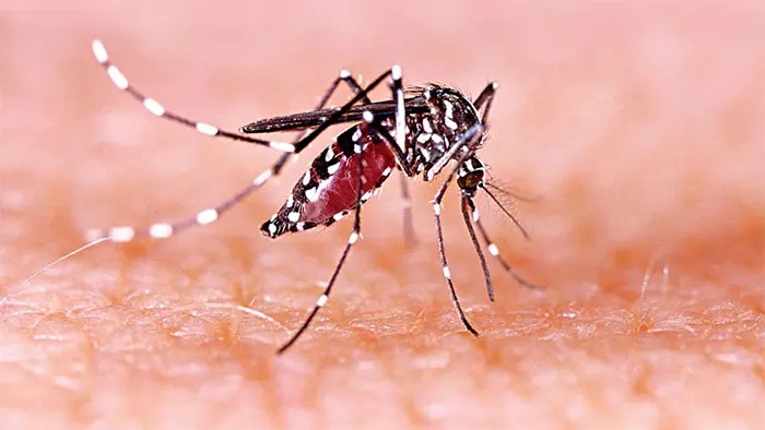 ডেঙ্গুতে আরও একজনের মৃত্যু, আক্রান্ত ১৬৯