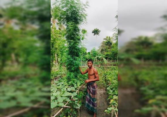 সাতক্ষীরায় পটল ক্ষেতে গাঁজার চাষ: ১০ ফুট লম্বা ৭টি গাঁজা গাছসহ নরসুন্দর আটক